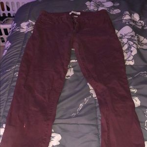 Refuge Maroon Jeans